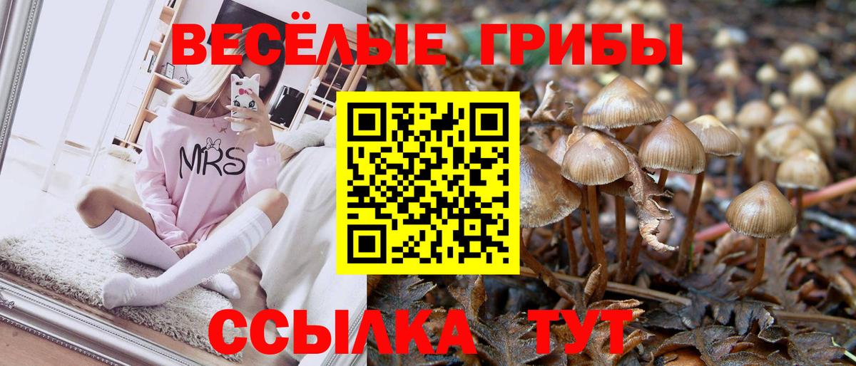 Чистополь  Псилоцибиновые грибы MAGIC MUSHROOMS  Вход с VPN  Псилоцибиновые грибы GOLDEN TEACHER 